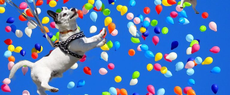 perro saltando junto a un montón de globos