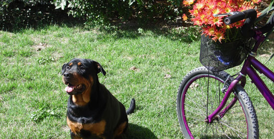 Ciclovía con tu perro
