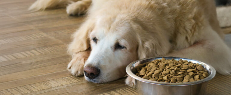 perro sin querer comer