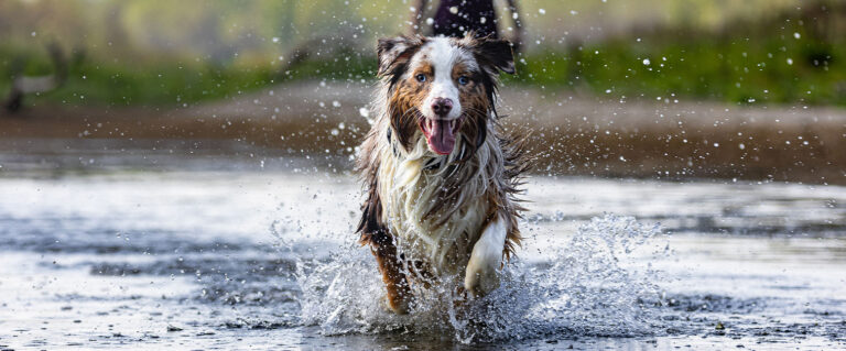 perro corriendo por el agua