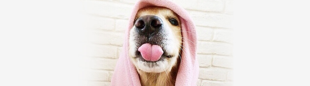 Baño a domicilio para perros