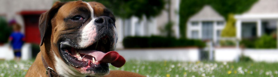 hotel-canino