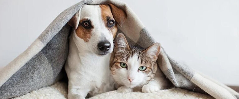 perro y gato bajo una cobija