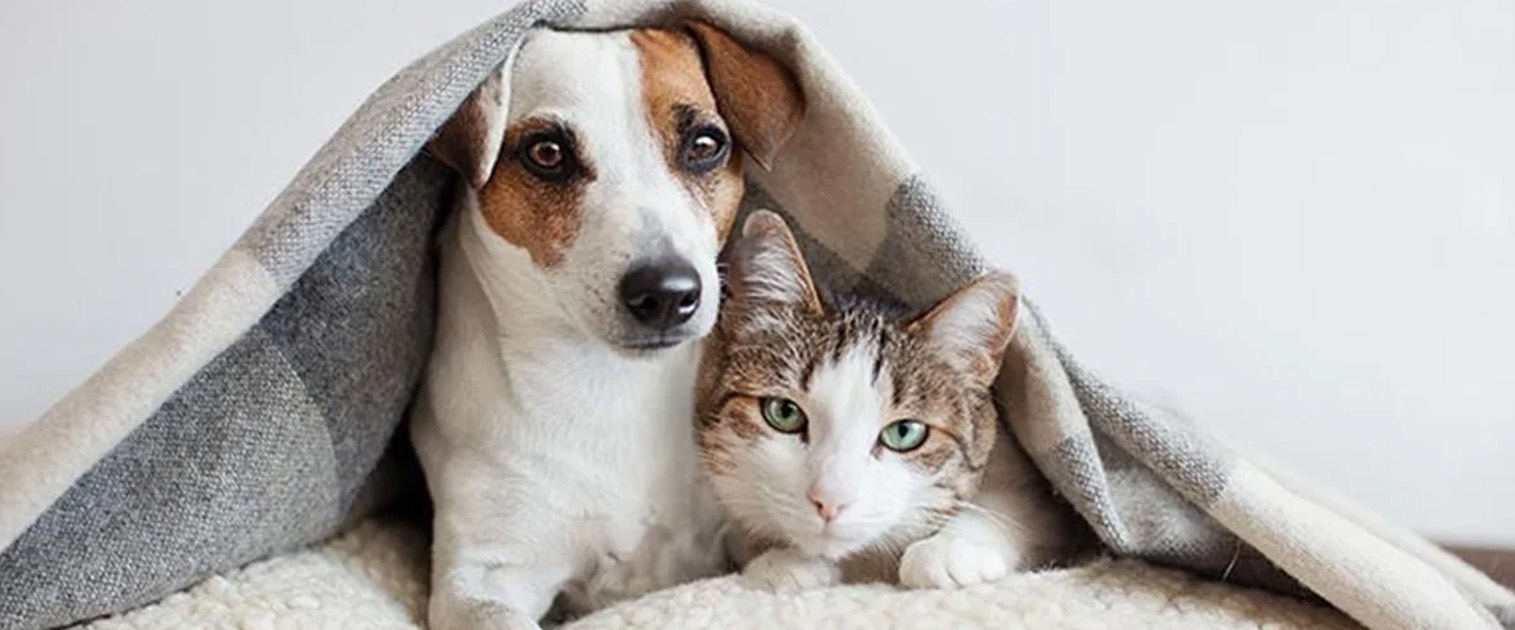 perro y gato bajo una cobija