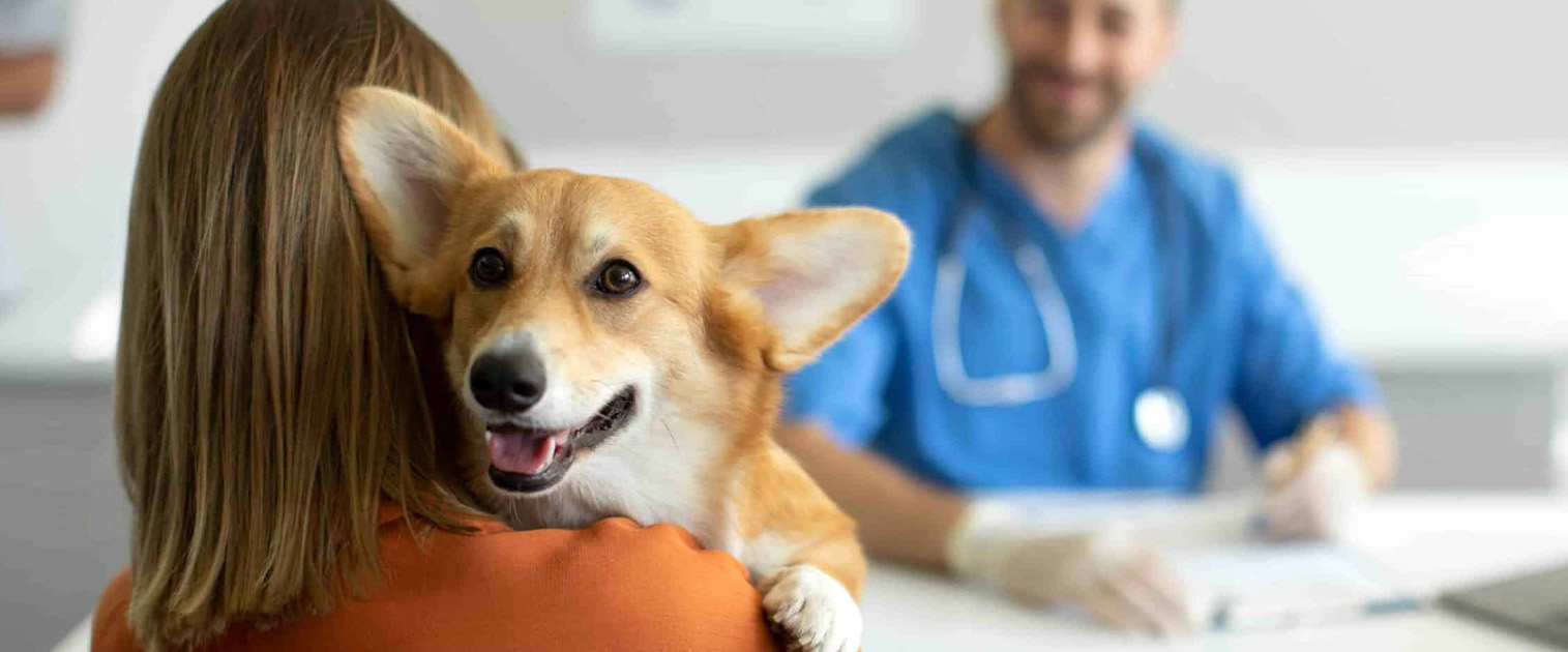perro en el veterinario mientras su humana lo alza