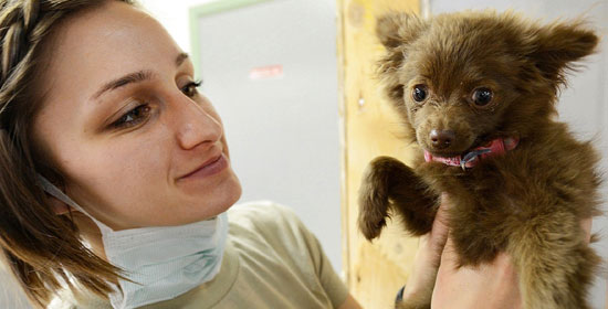 El rol de los veterinarios en el bienestar animal
