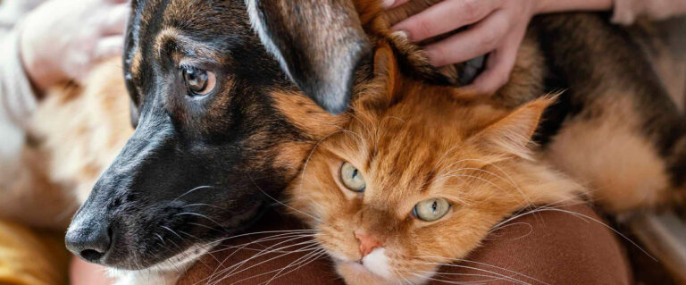 perro café sobre gato amarillo