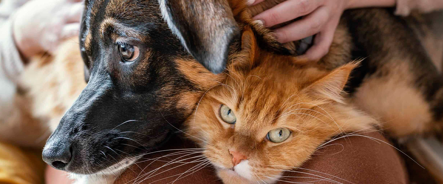 perro café sobre gato amarillo