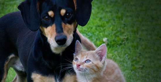 Tenencia Responsable de mascotas