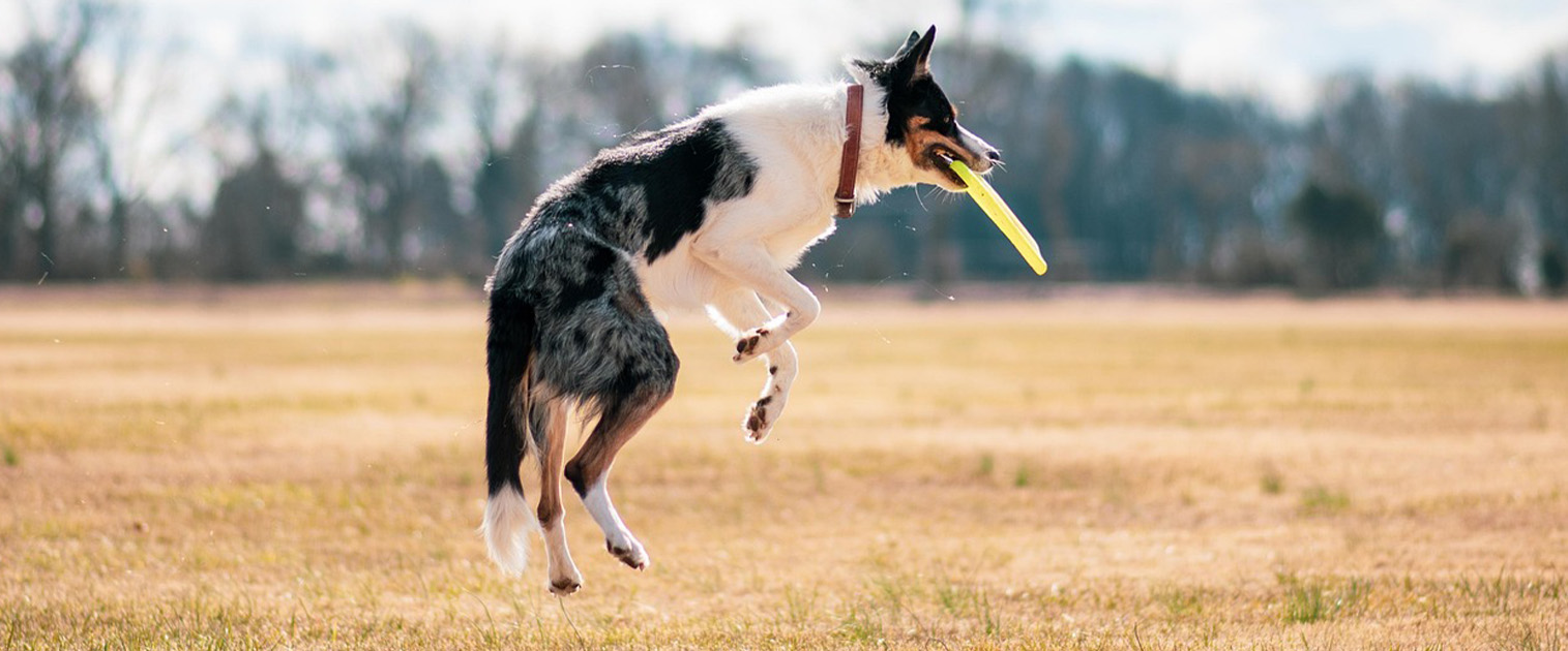 perro atrapando Frisby en el aire