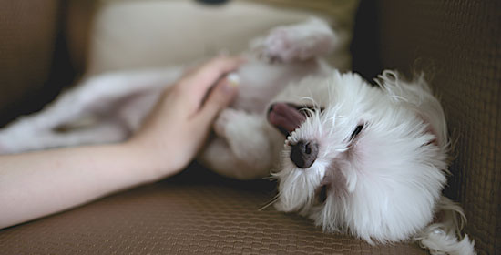 Educación en el propietario - Connect my Dog