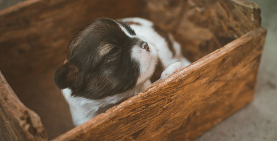 Educación del propietario - Connect my Dog