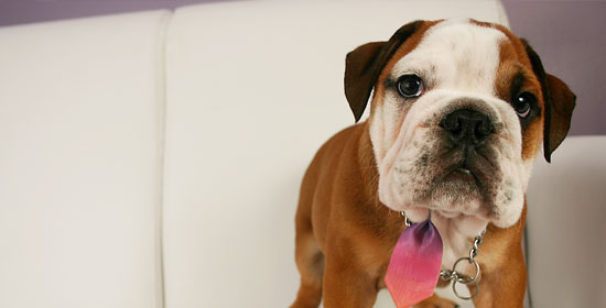 Educación del cachorro - Connect my Dog