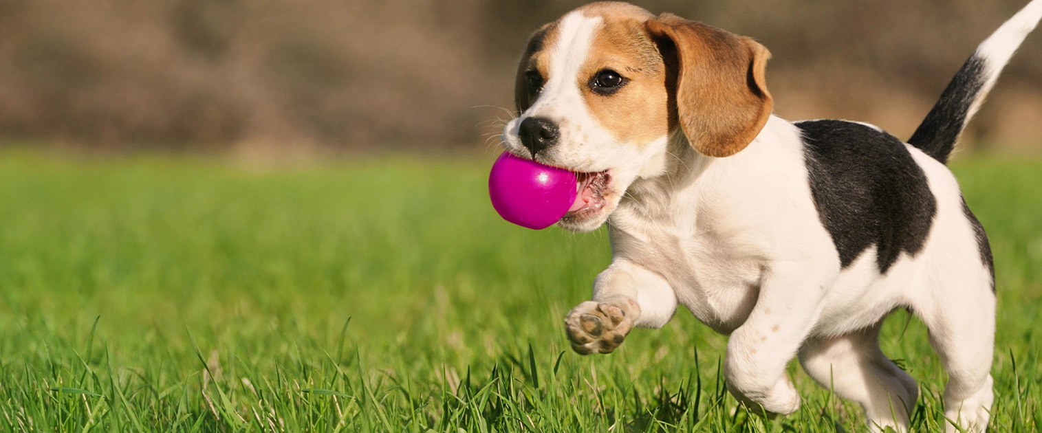 perro Beagle jugando con una pelota roja