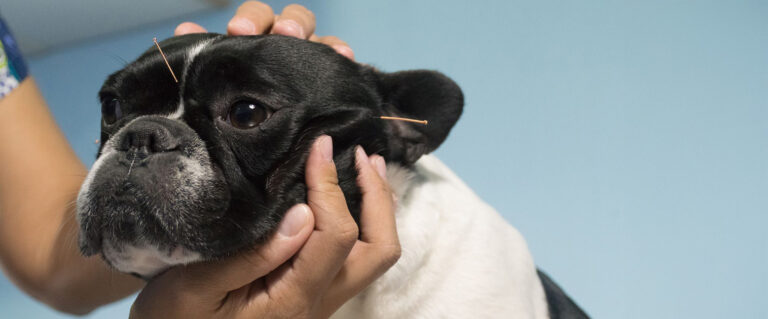 perro Boston terrier tranquilo