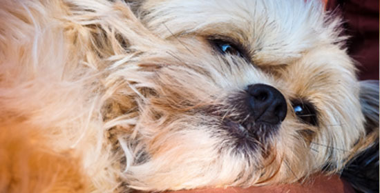 Acupuntura para mascotas - Connect my Dog
