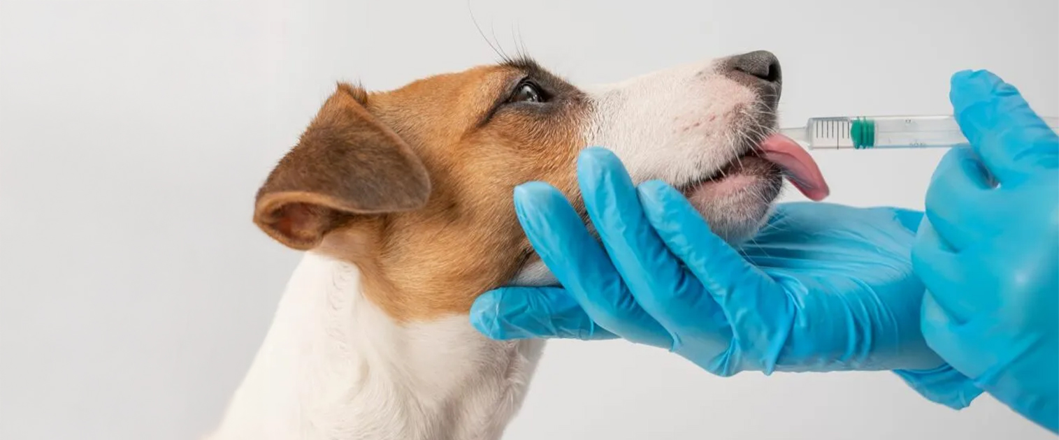 perro en el veterinario