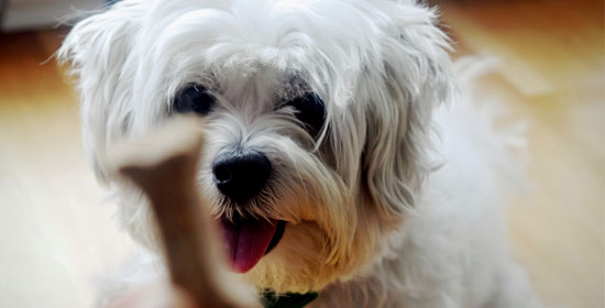 Homeopatía Veterinaria - Connect my Dog