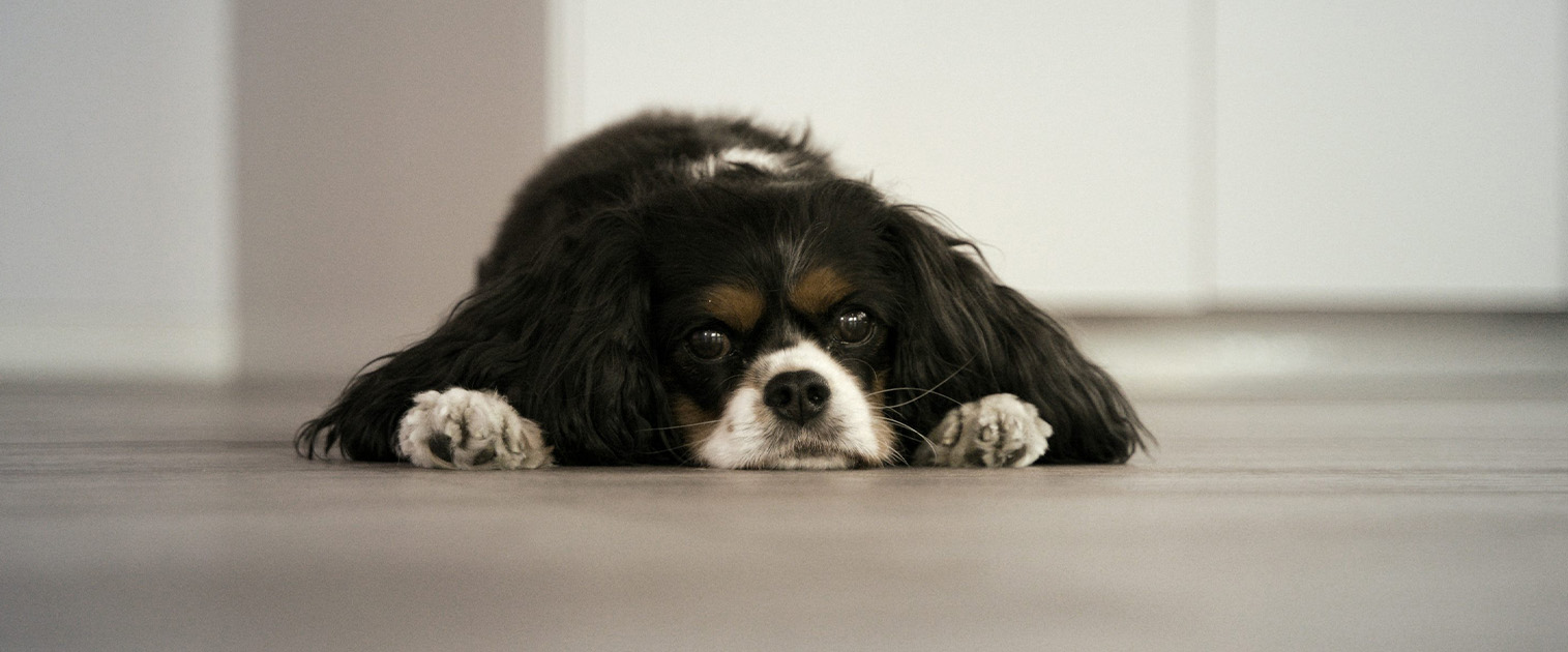 perro acostado, aburrido