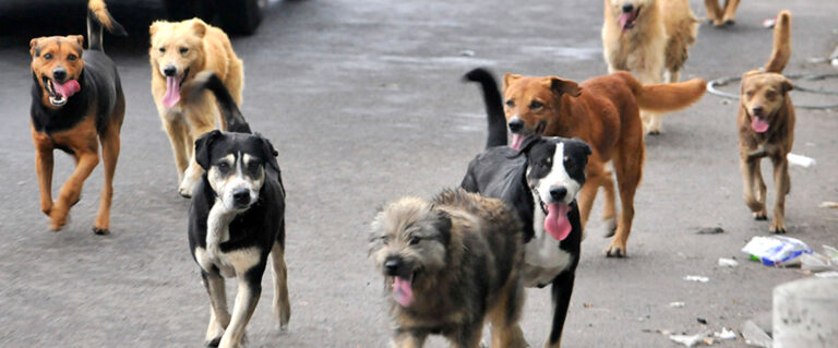 varios perros en la calle, caminando sin rumbo