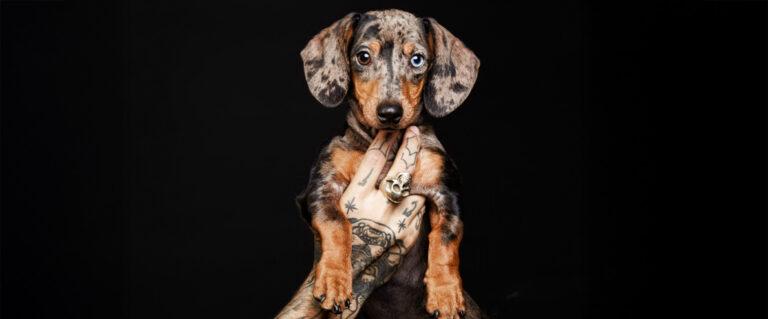 perro pequeño café, como modelo, en un fondo negro