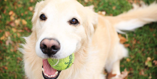Guarderías Caninas