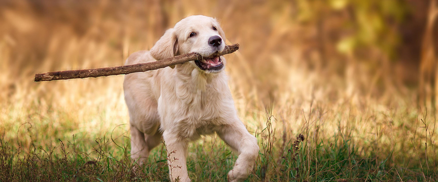 perro Golden, corriendo con un palo en su boca, en una pradera