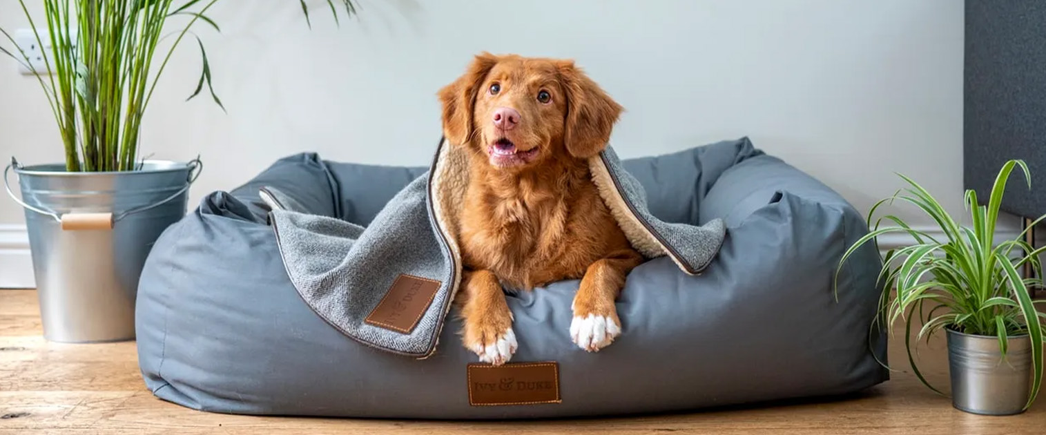 perro café claro acostado en una cama azul, tranquilo