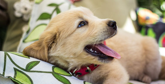 ¿Tu perro vuelve de la guardería? Qué puedes esperar