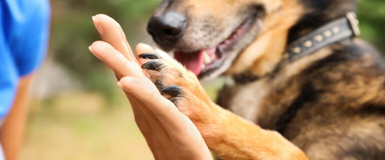 pata de un perro junto a la mano de un humano