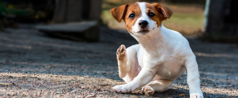 perro cachorro rascándose las orejas por pulgas
