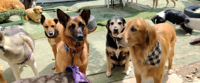 varios perros esperando
