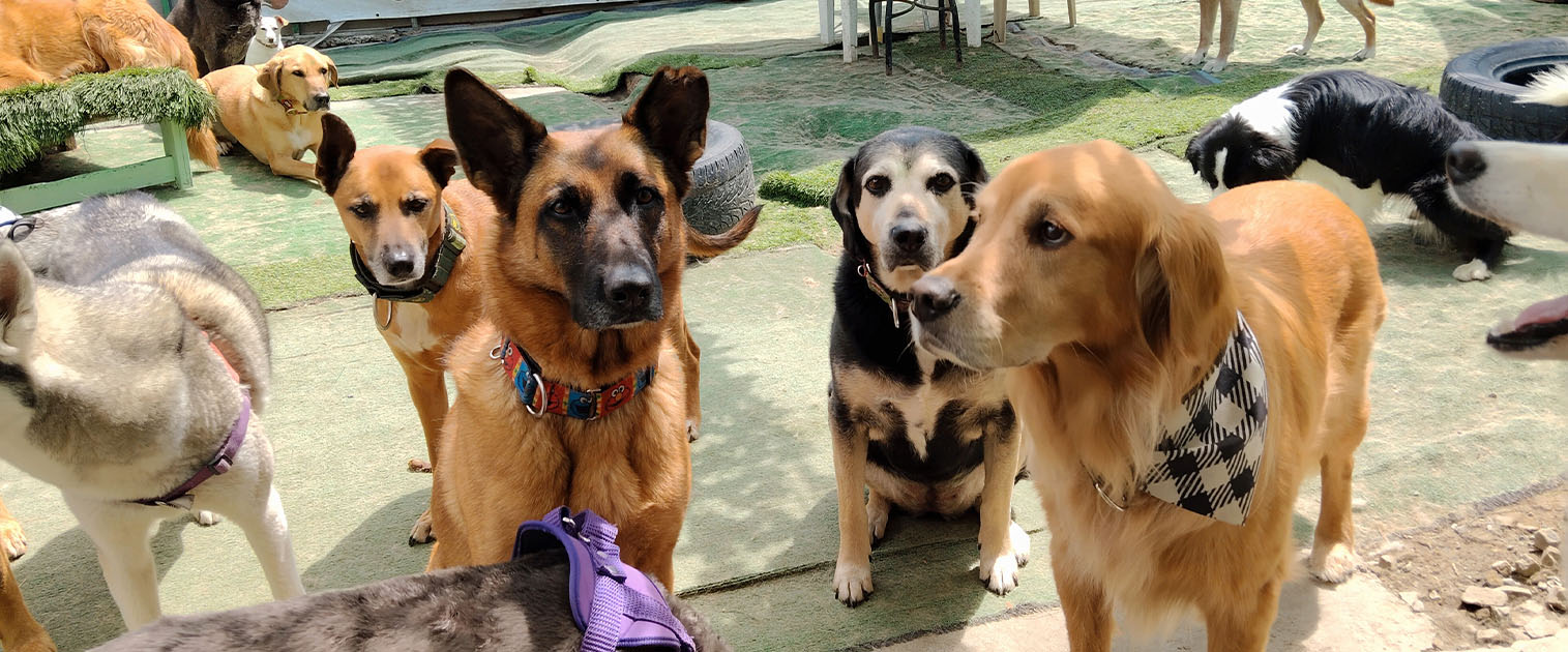 varios perros esperando