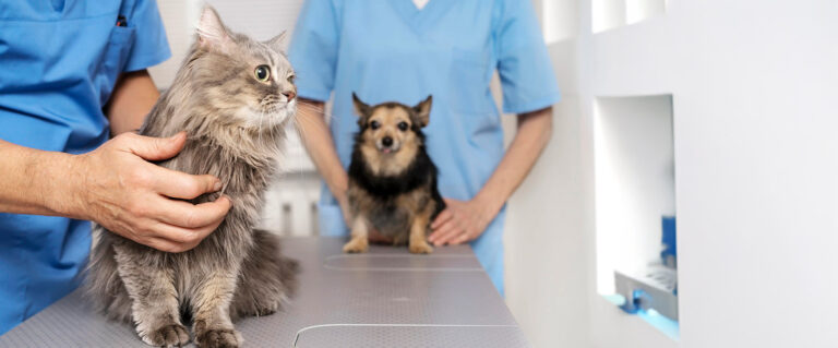 perro y gato en una veterinaria