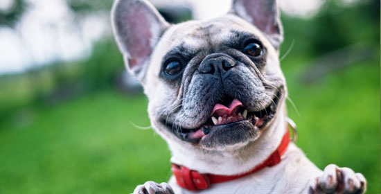 Esterilización de mascotas