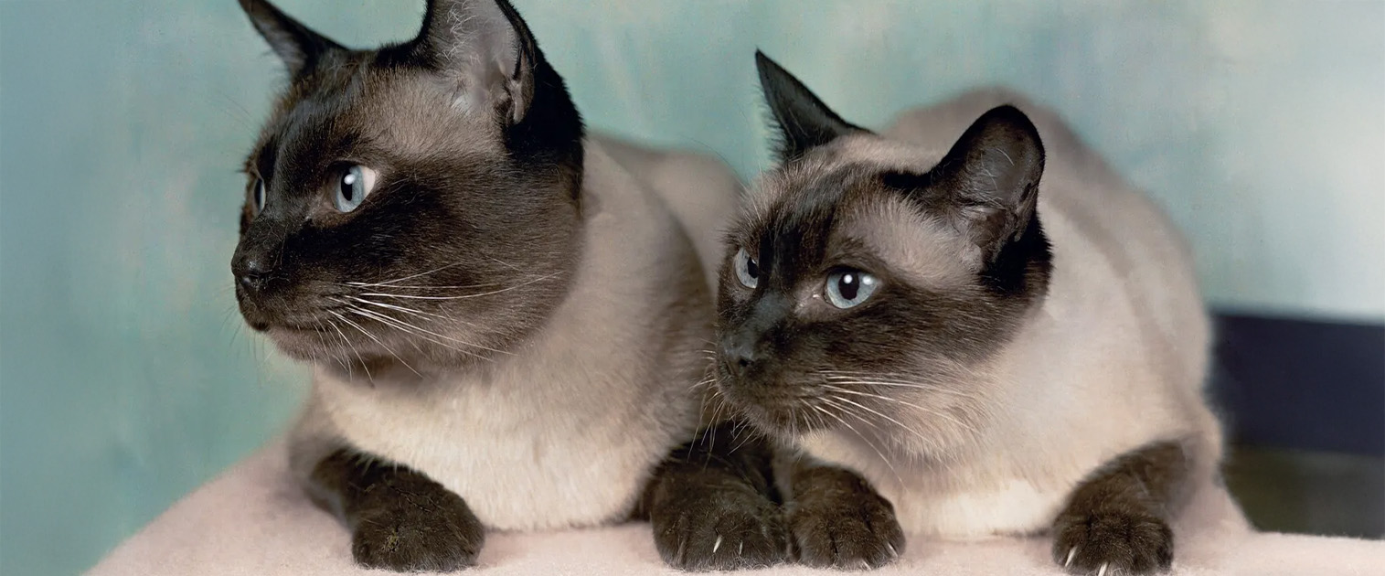 dos gatos siameses atentos a todo