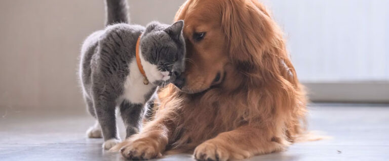 perro Golden junto a gato gris, topando sus cabezas