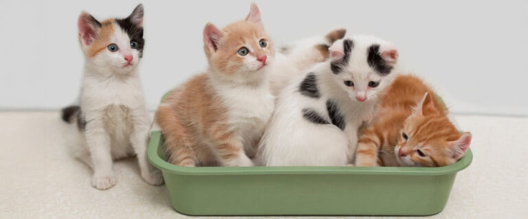 cuatro gaticos tiernos en una taza verde