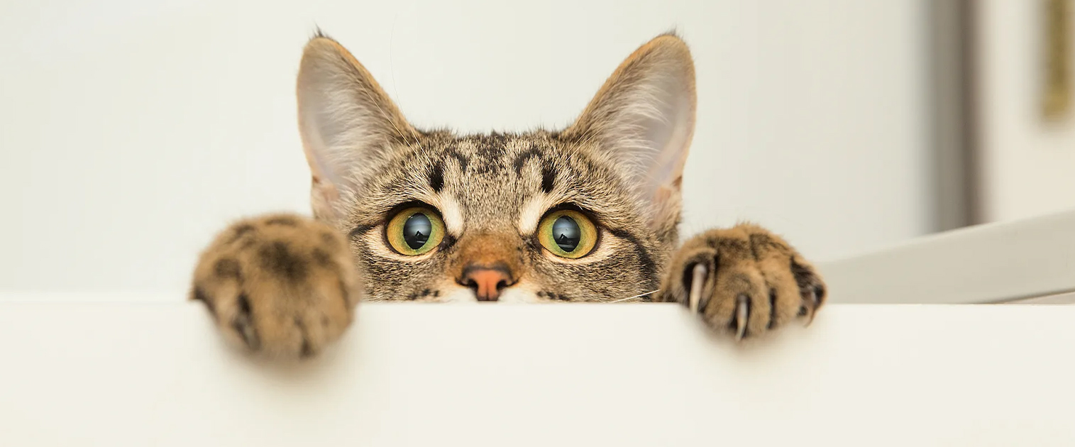 gato pequeño asomándose