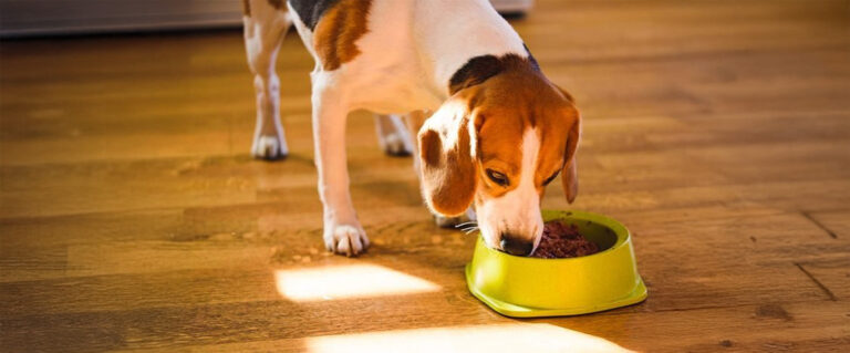 perro blanco con manchas comiendo en un plato verde