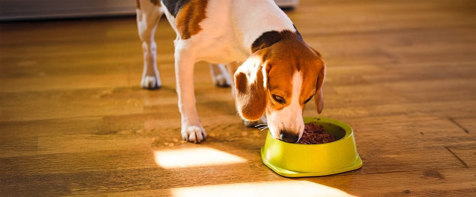 perro blanco con manchas comiendo en un plato verde