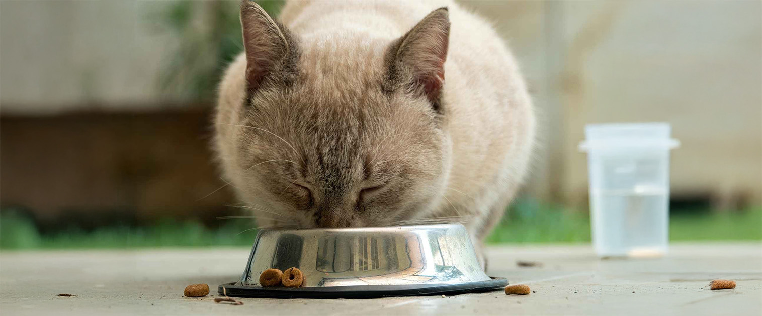 gato comiendo muy concentrado