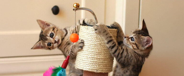 dos gatos pequeños atigrados jugando con un rascador de fique