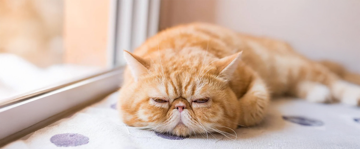 Gato persa acostado problemas de salud comunes en gatos - De Pelos Compañia Blog