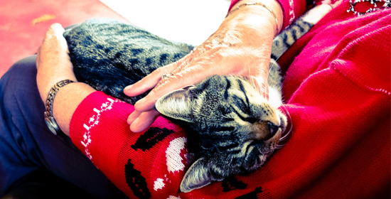 Problemas de salud más comunes en gatos mayores