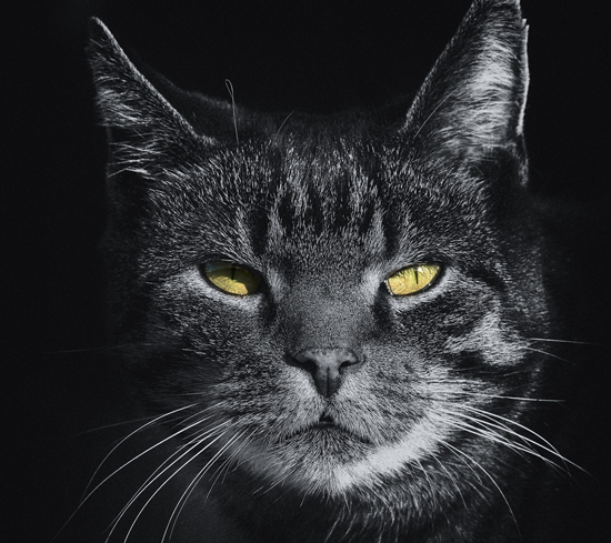 Problemas de salud en gatos
