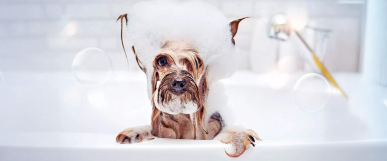 perro en la bañera, lleno de espuma