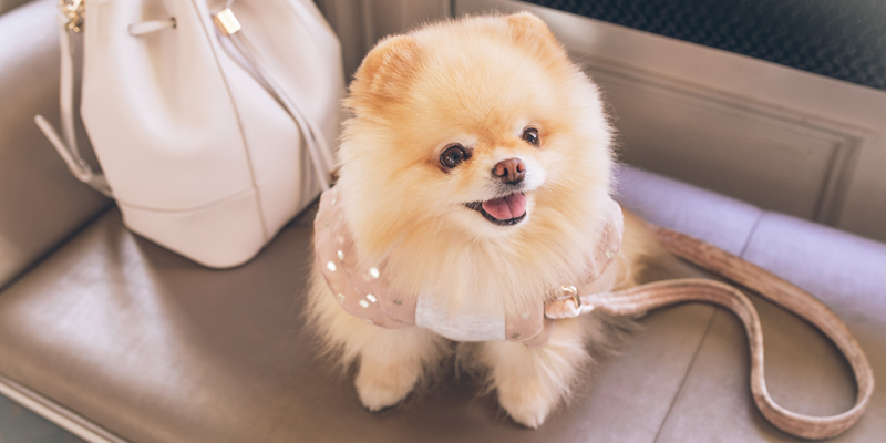 Pomerania cachorro, blanco y dorado