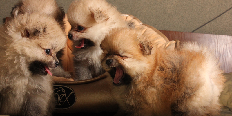 Cachorros Pomerania