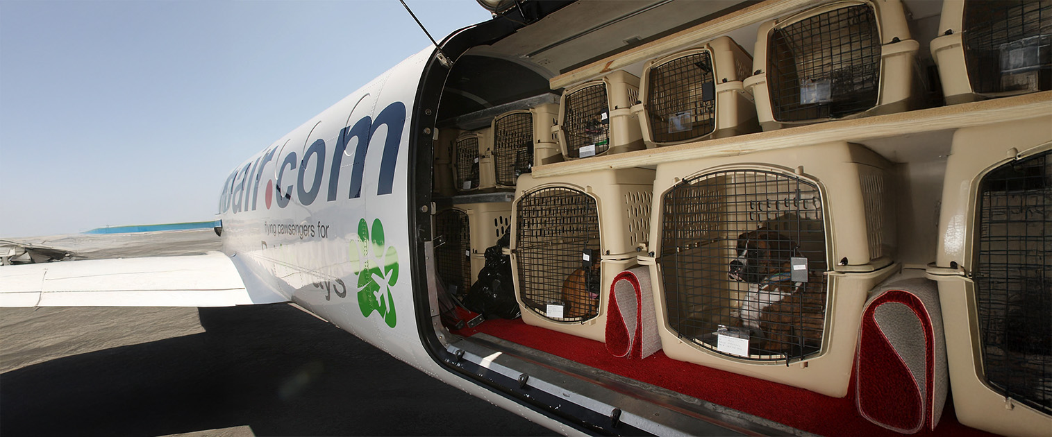 costado de un avión, con varias cabinas de perros en bodega
